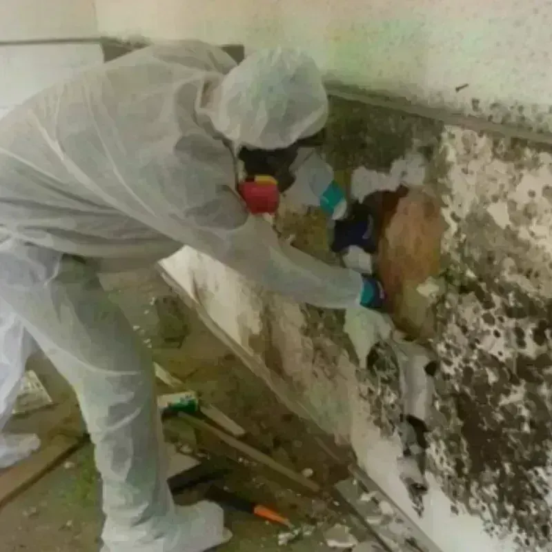 Mold Remediation and Removal in Tekamah, NE